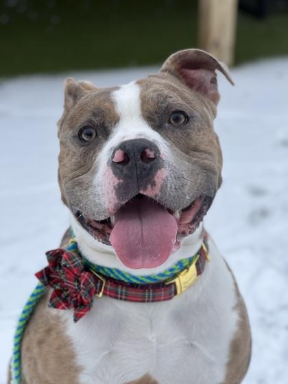 Draco Malfoy, a Adoptable mixed breed in Fishers, IN image 2/3