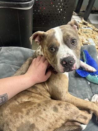 Draco Malfoy, a Adoptable mixed breed in Fishers, IN image 3/3