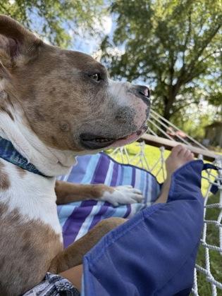 Enlarge Draco Malfoy, a Adoptable mixed breed in Fishers, IN image 3/3