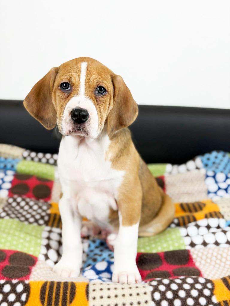 Retro Toy Litter  thumbnail 2