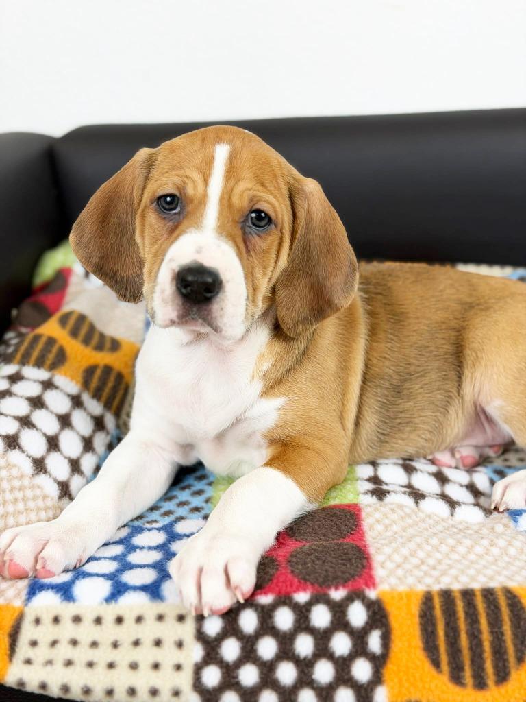 Retro Toy Litter  thumbnail 3