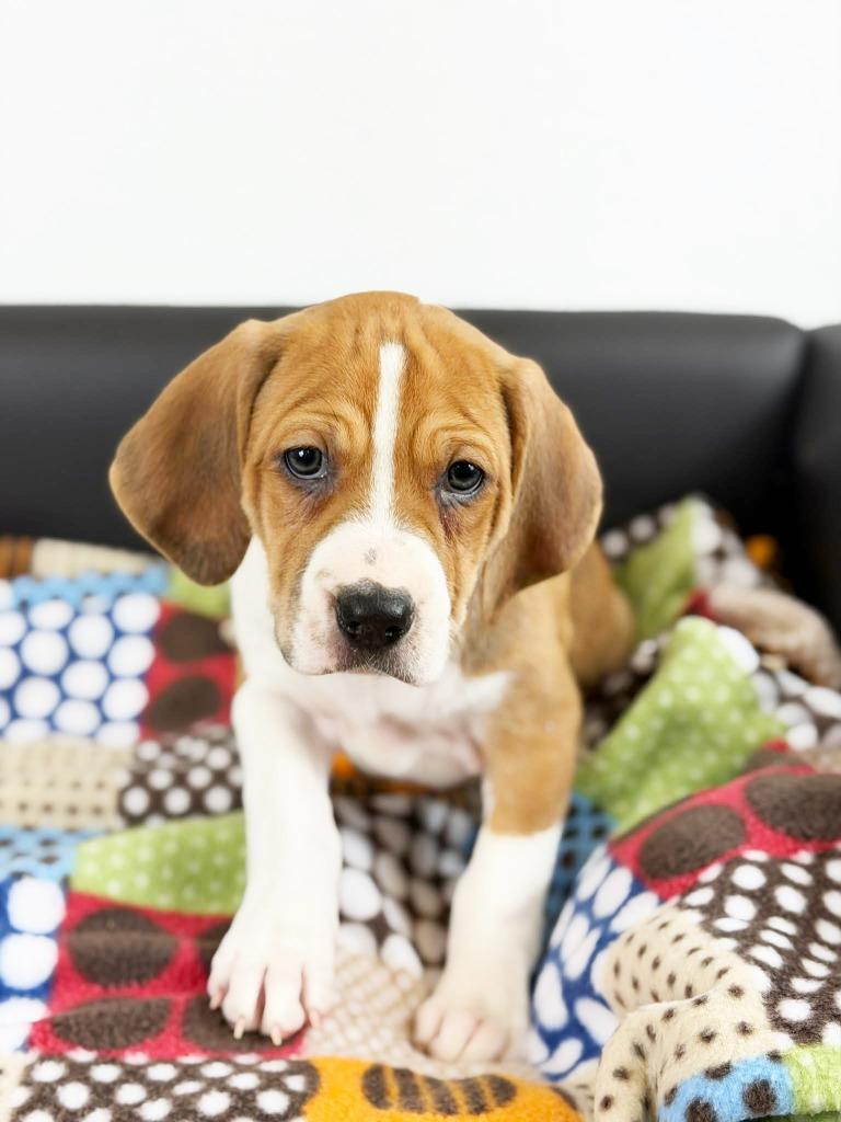 Retro Toy Litter  thumbnail 4