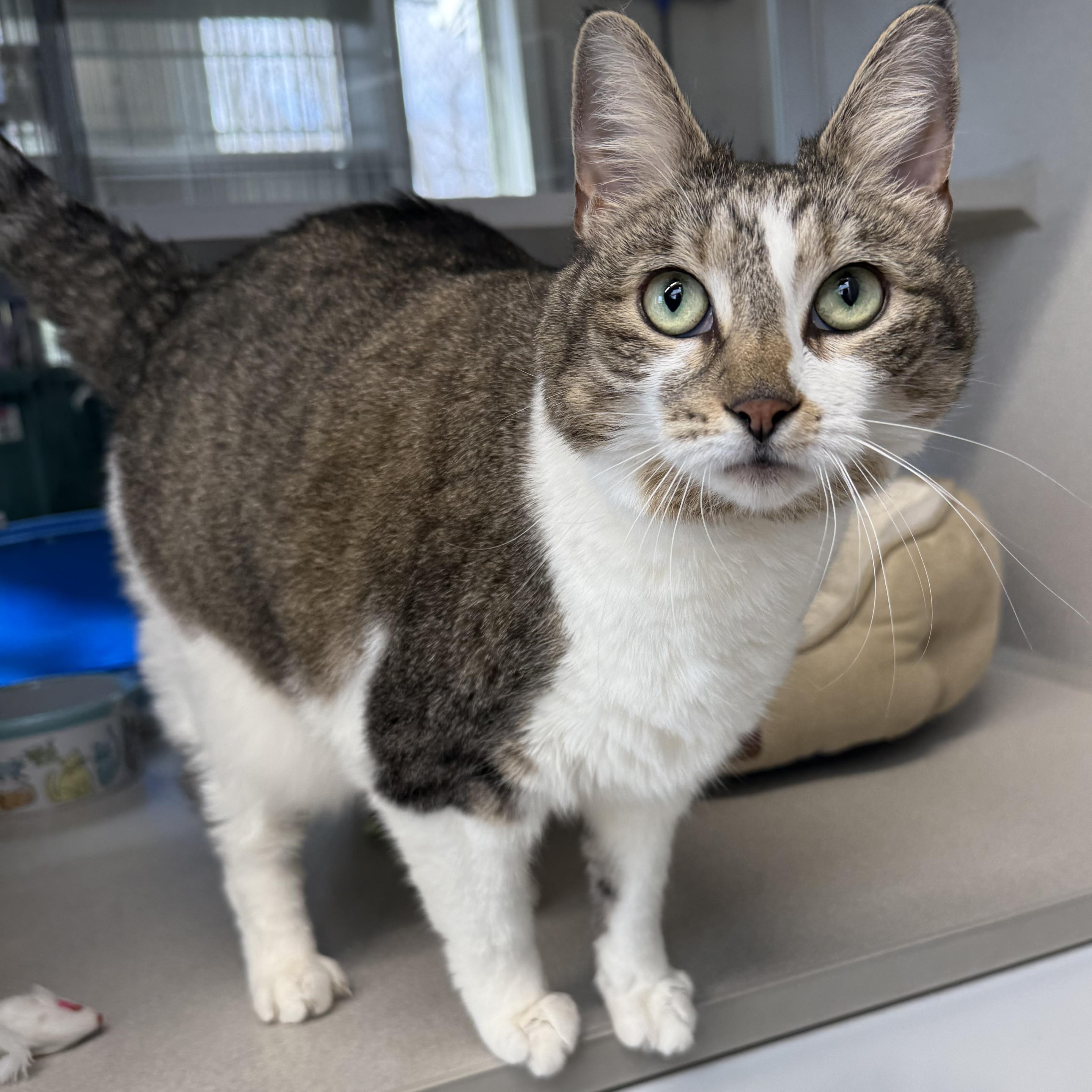 Enlarge Chloe, an adopted mixed breed in West Milford, NJ image 4/4