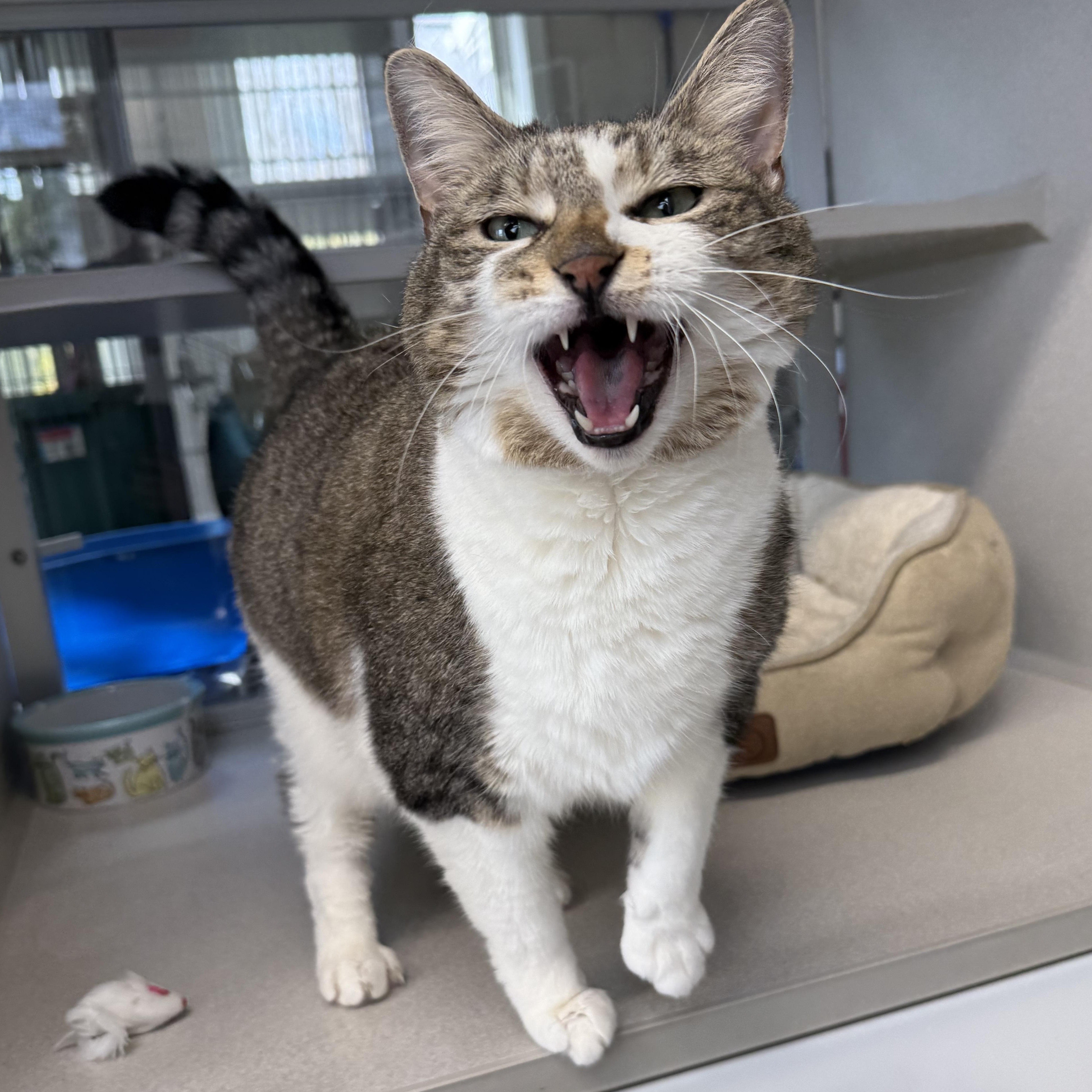 Enlarge Chloe, an adopted mixed breed in West Milford, NJ image 2/4