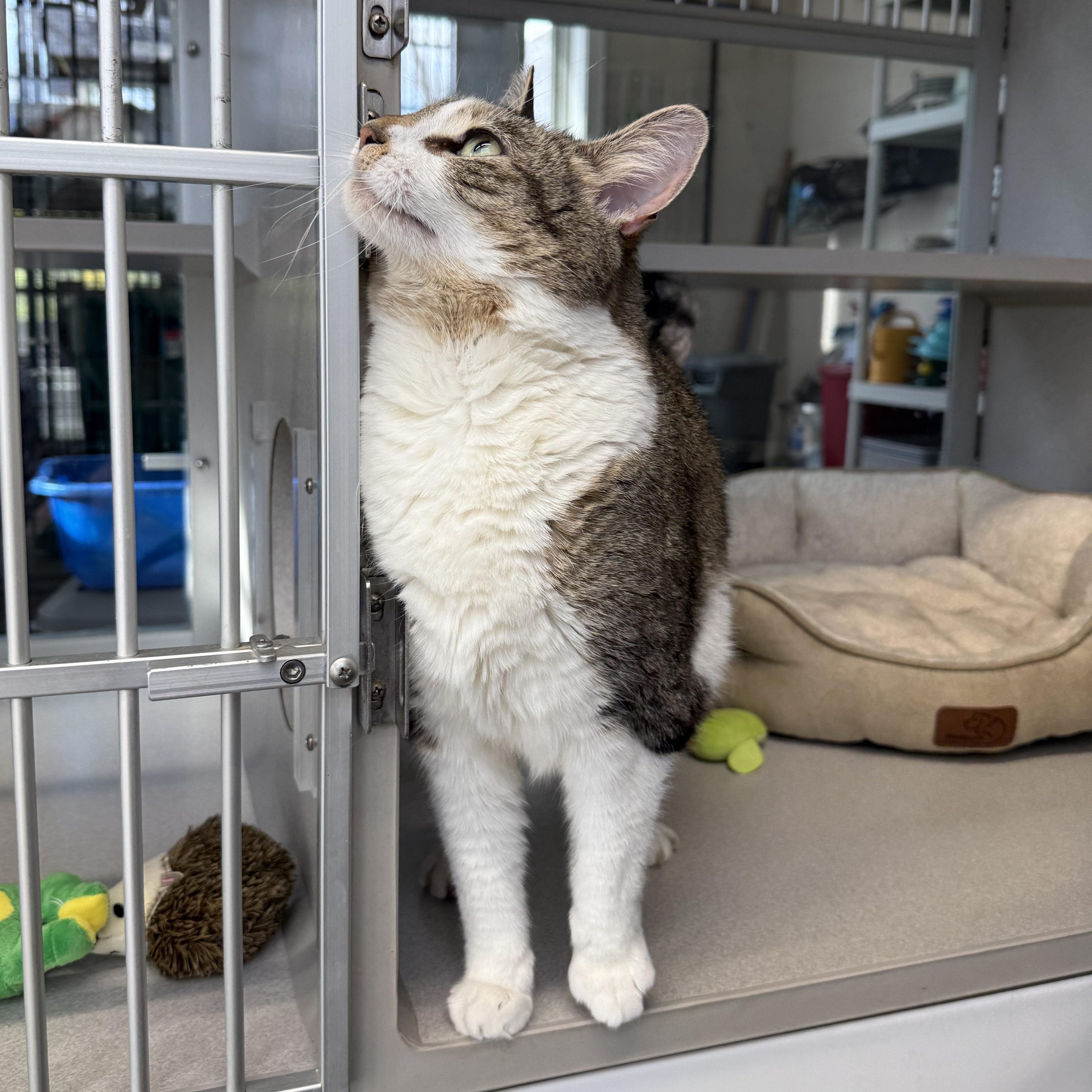 Enlarge Chloe, an adopted mixed breed in West Milford, NJ image 3/4