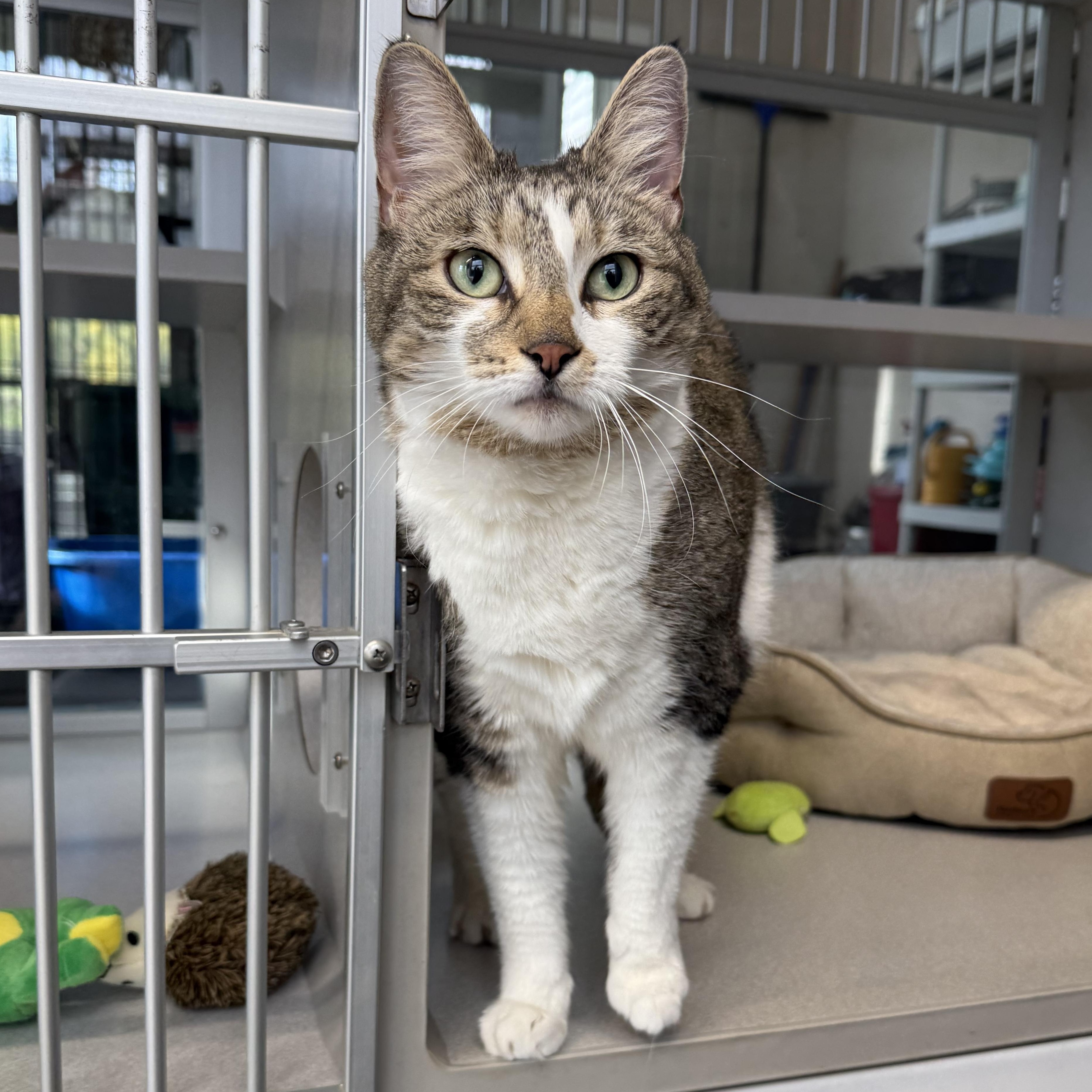 Chloe, adopted, Senior Female Domestic Short Hair.