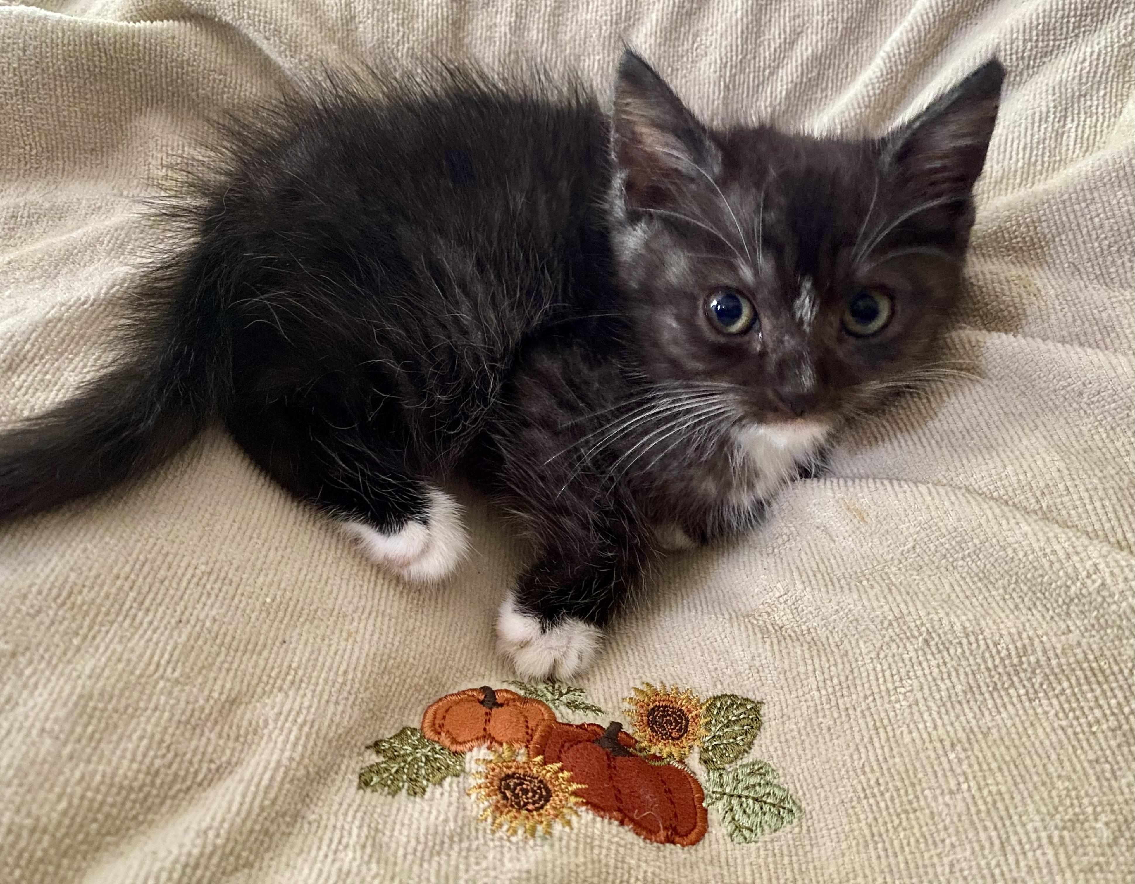 Enlarge Parton, a Adoptable Tuxedo in Bethel, CT image 4/6