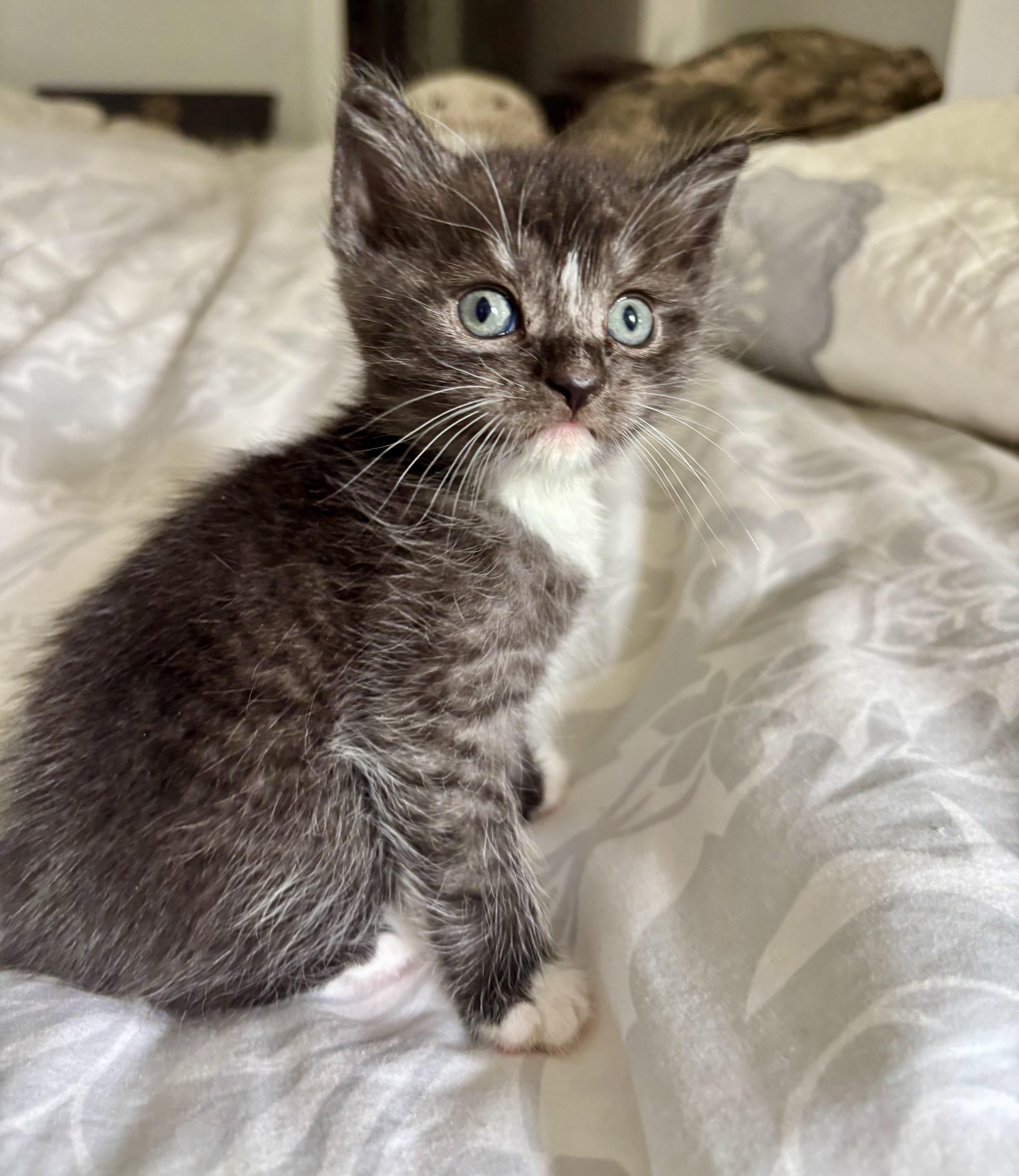 Enlarge Parton, a Adoptable Tuxedo in Bethel, CT image 3/6