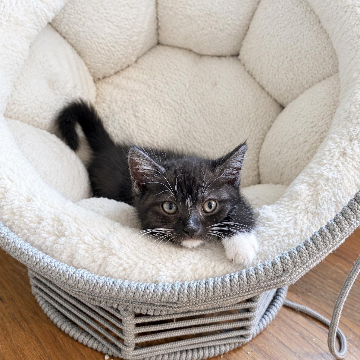 Enlarge Parton, a Adoptable Tuxedo in Bethel, CT image 1/6