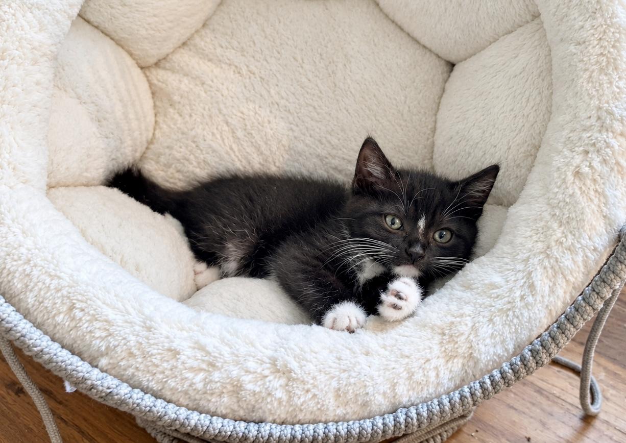 Enlarge Parton, a Adoptable Tuxedo in Bethel, CT image 2/6