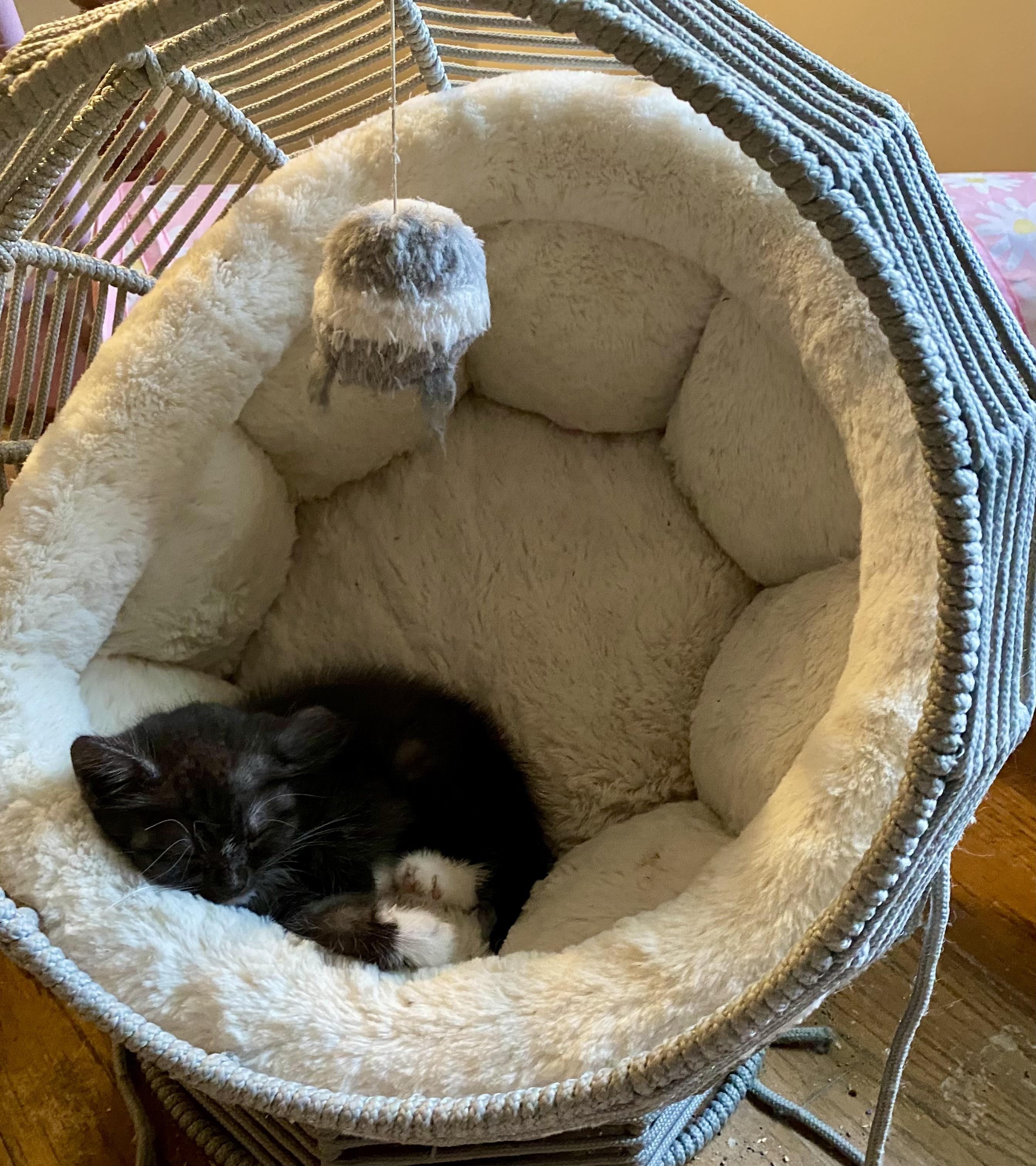 Enlarge Parton, a Adoptable Tuxedo in Bethel, CT image 6/6