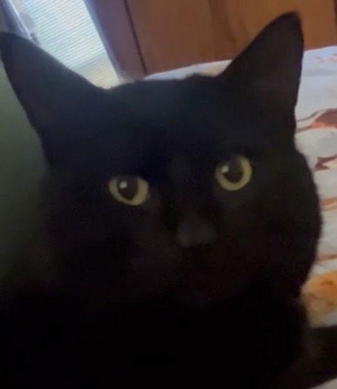 Enlarge DJ, a Adoptable Domestic Short Hair in Dalzell, IL image 1/3