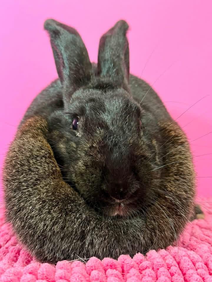 Dr Fluffnerbunny, a ADOPTABLE New Zealand in St. Charles, MO image 3/5