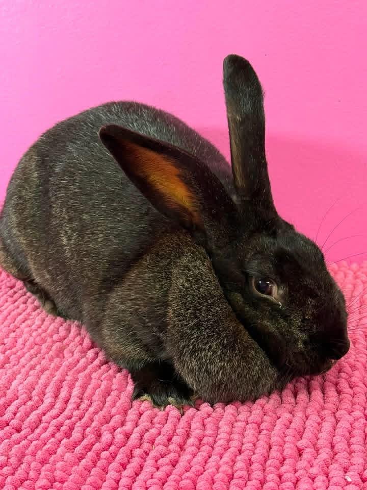 Dr Fluffnerbunny, ADOPTABLE, Adult Female New Zealand.