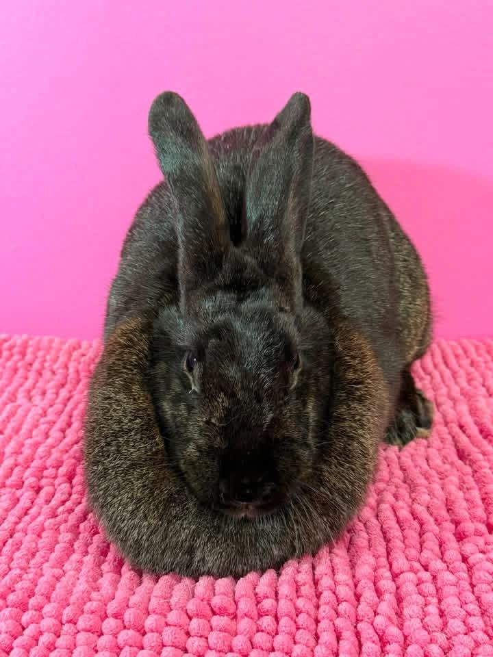 Dr Fluffnerbunny, a ADOPTABLE New Zealand in St. Charles, MO image 5/5