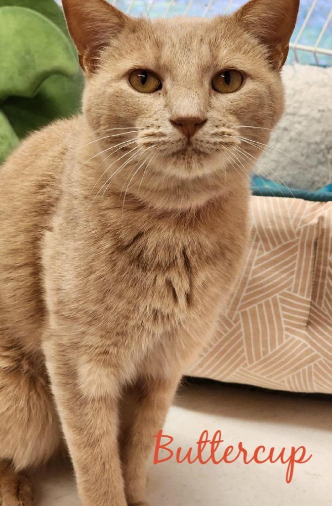 Enlarge BUTTERCUP, a Adoptable mixed breed in Muskegon, MI image 1/6