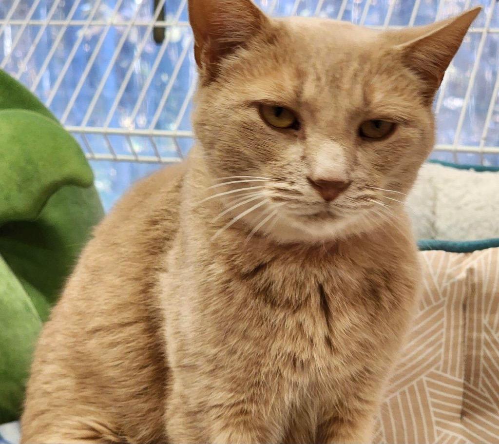 Enlarge BUTTERCUP, a Adoptable mixed breed in Muskegon, MI image 2/6