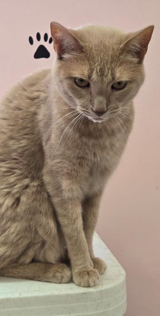 Enlarge BUTTERCUP, a Adoptable mixed breed in Muskegon, MI image 3/6