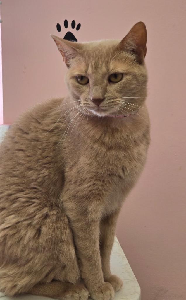 Enlarge BUTTERCUP, a Adoptable mixed breed in Muskegon, MI image 4/6