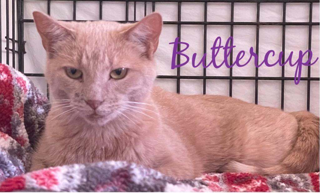 Enlarge BUTTERCUP, a Adoptable mixed breed in Muskegon, MI image 5/6