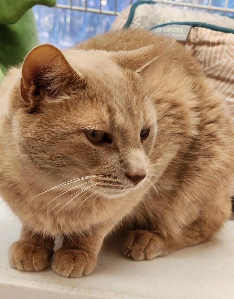 Enlarge BUTTERCUP, a Adoptable mixed breed in Muskegon, MI image 6/6