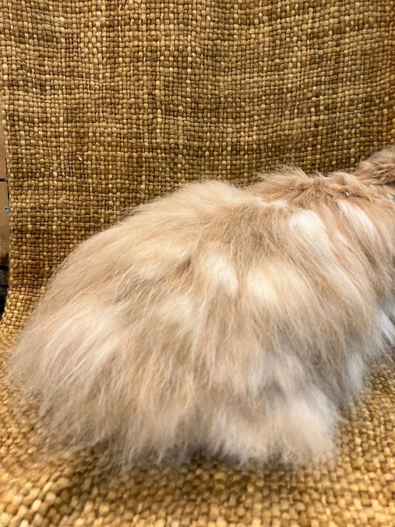 Enlarge Leo, a Adopted American Fuzzy Lop in Youngstown, OH image 2/6