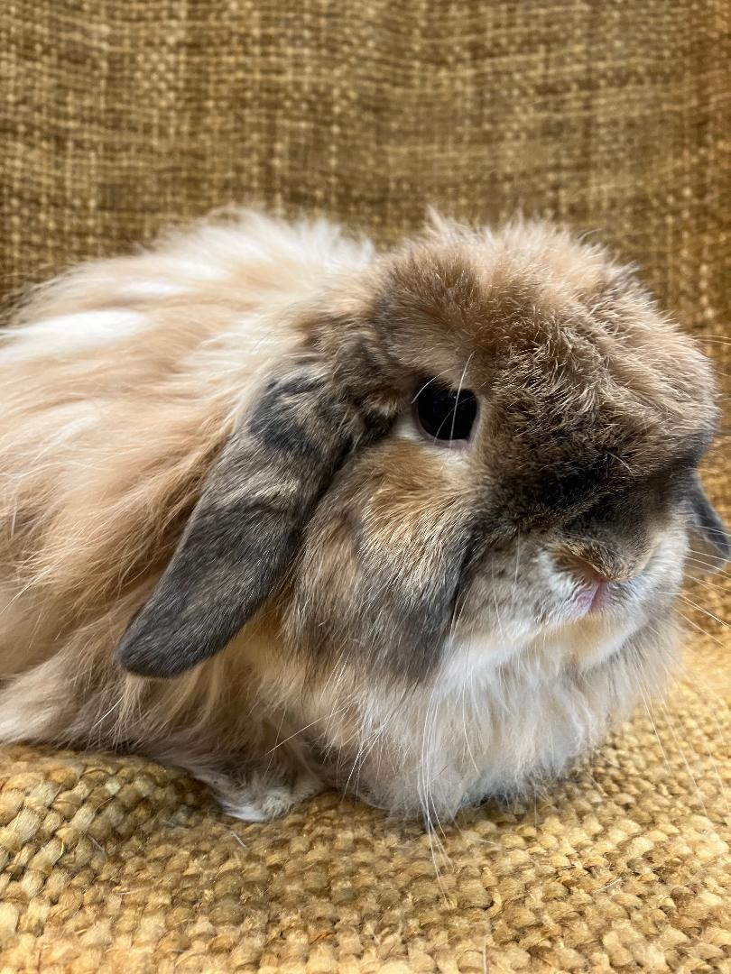 Enlarge Leo, a Adopted American Fuzzy Lop in Youngstown, OH image 3/6