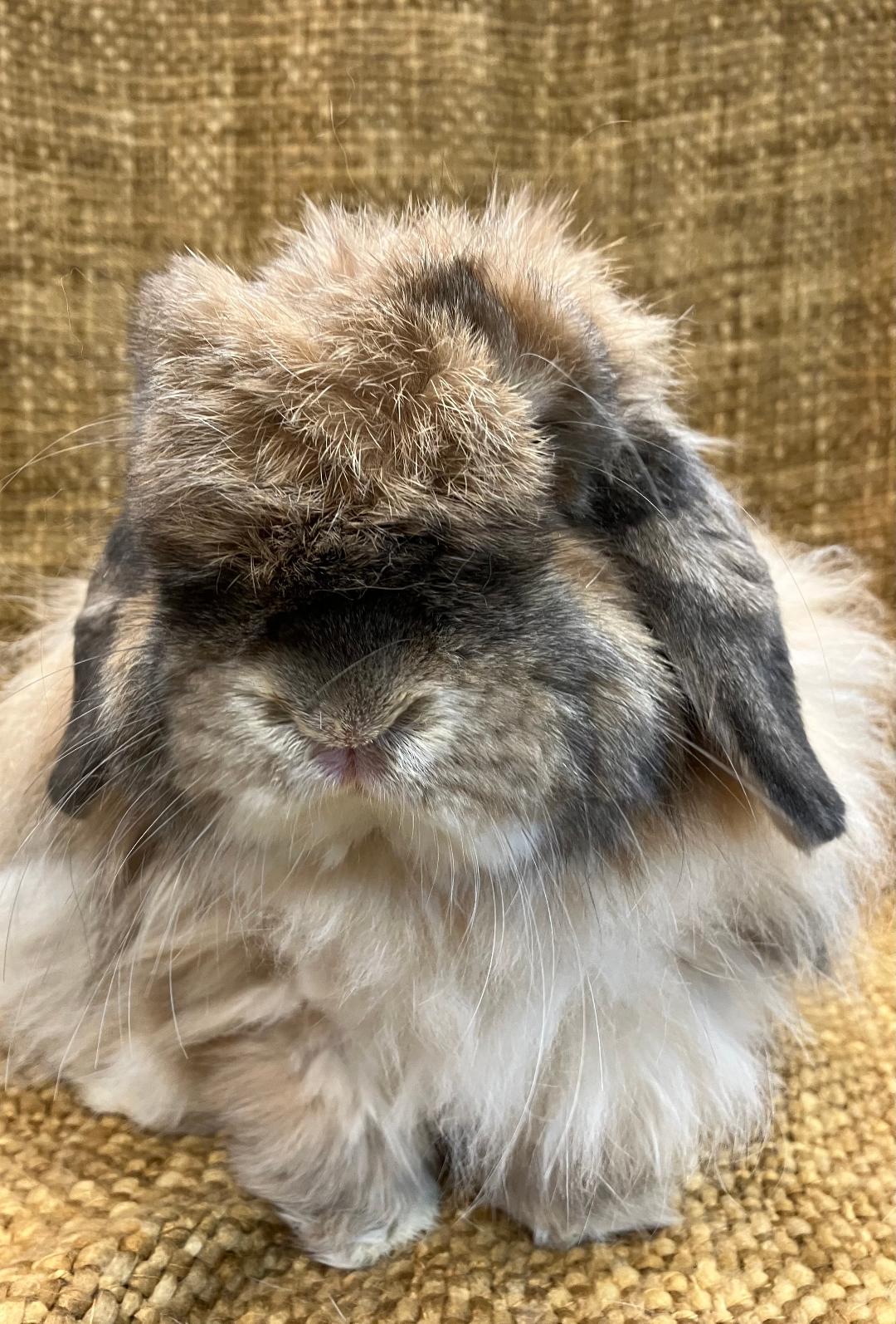 Enlarge Leo, a Adopted American Fuzzy Lop in Youngstown, OH image 4/6