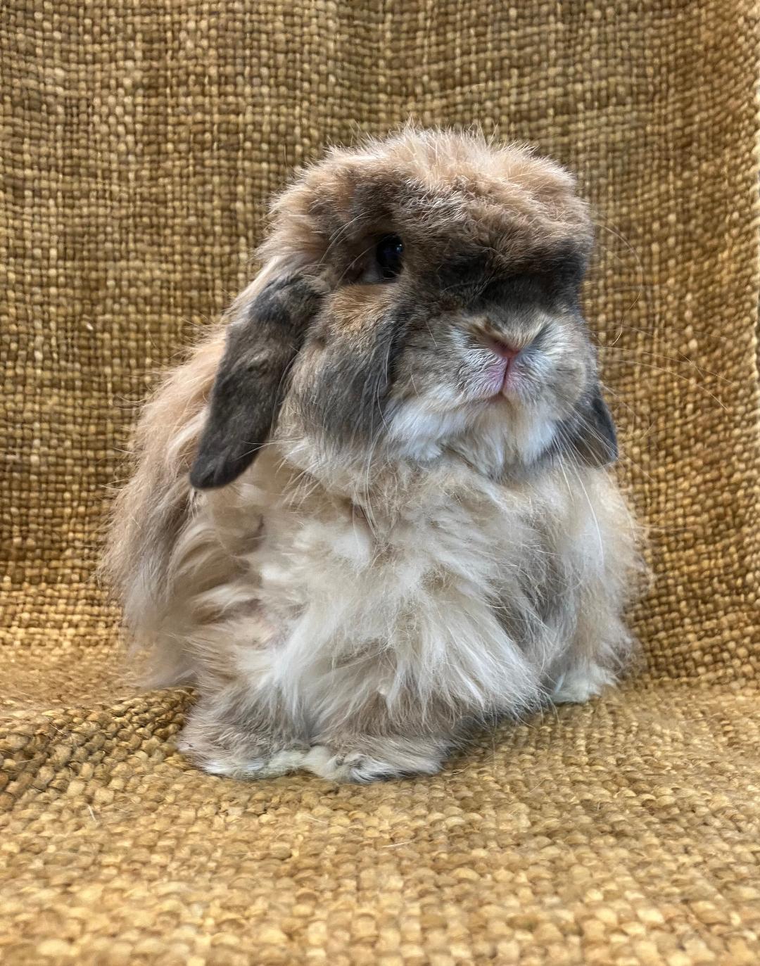 Enlarge Leo, a Adopted American Fuzzy Lop in Youngstown, OH image 5/6