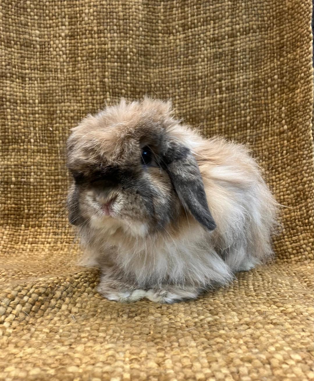 Enlarge Leo, a Adopted American Fuzzy Lop in Youngstown, OH image 6/6
