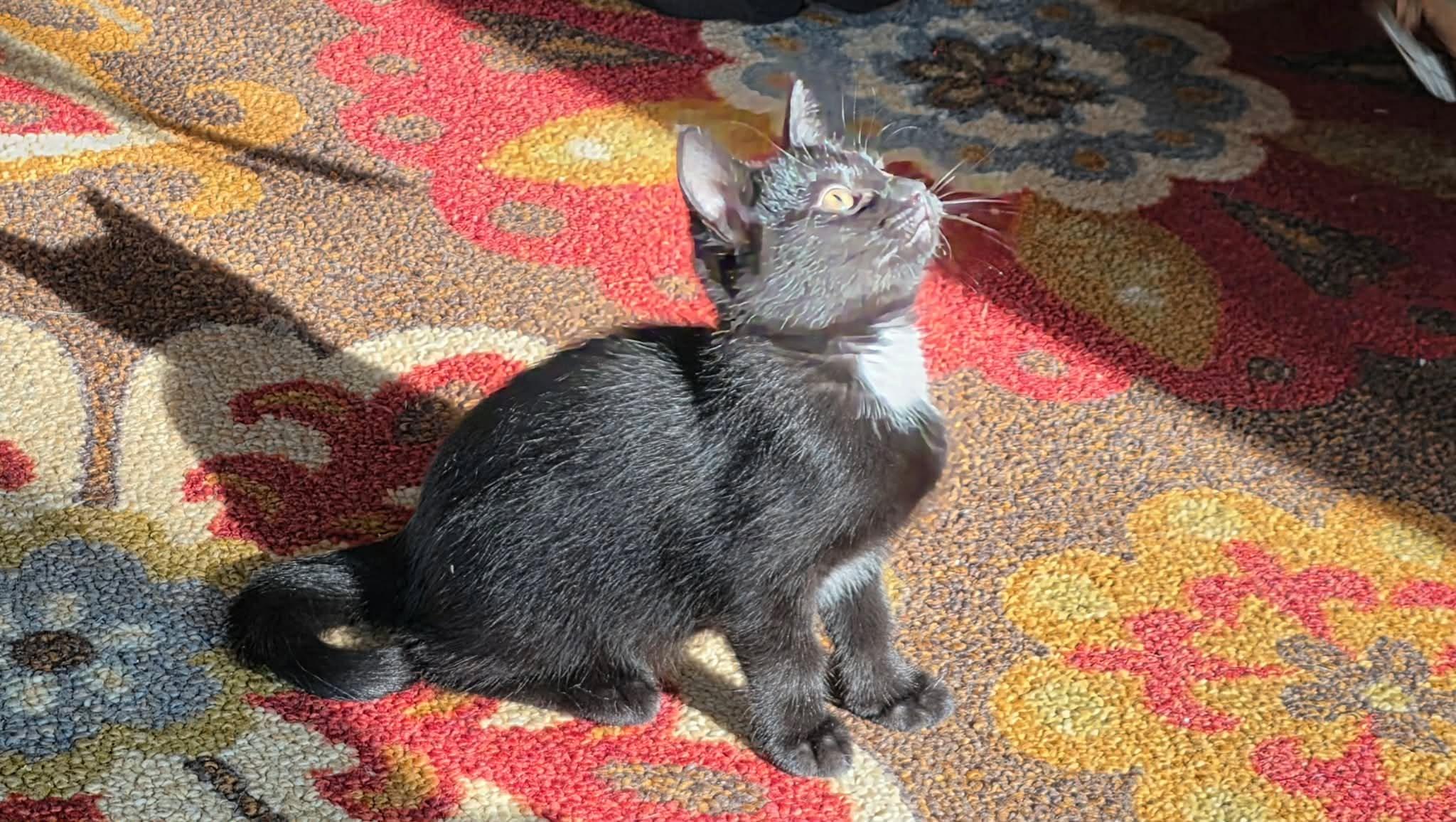 Enlarge Magnus and Sugar Toes (M&F Pair), a ADOPTABLE Domestic Short Hair in De Pere, WI image 6/6