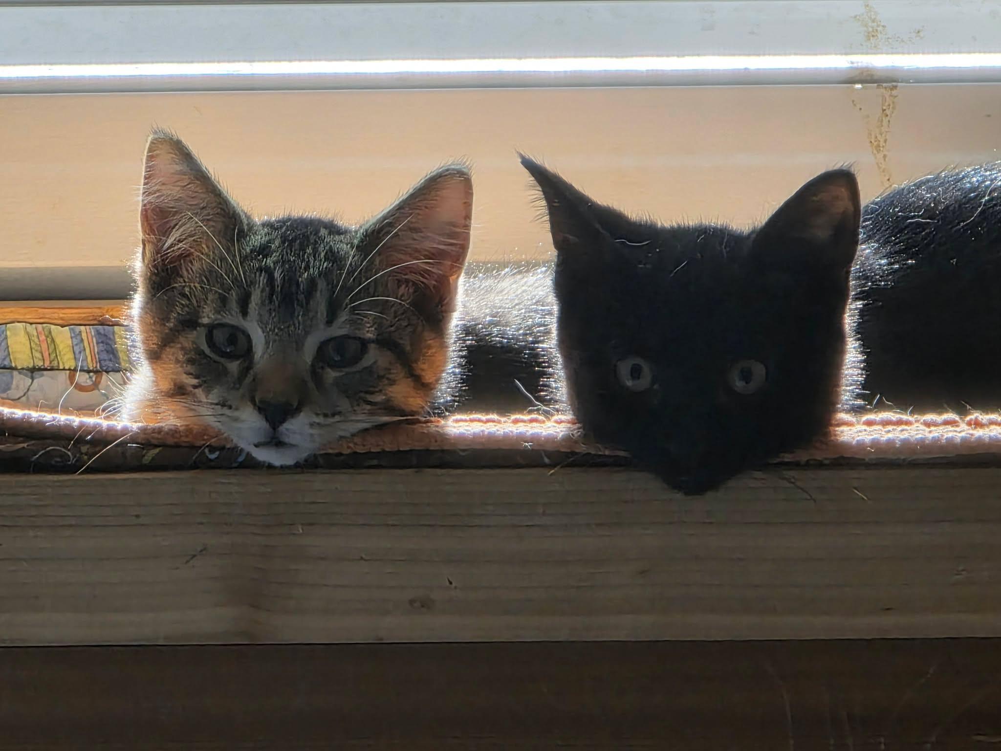 Enlarge Magnus and Sugar Toes (M&F Pair), a ADOPTABLE Domestic Short Hair in De Pere, WI image 3/6