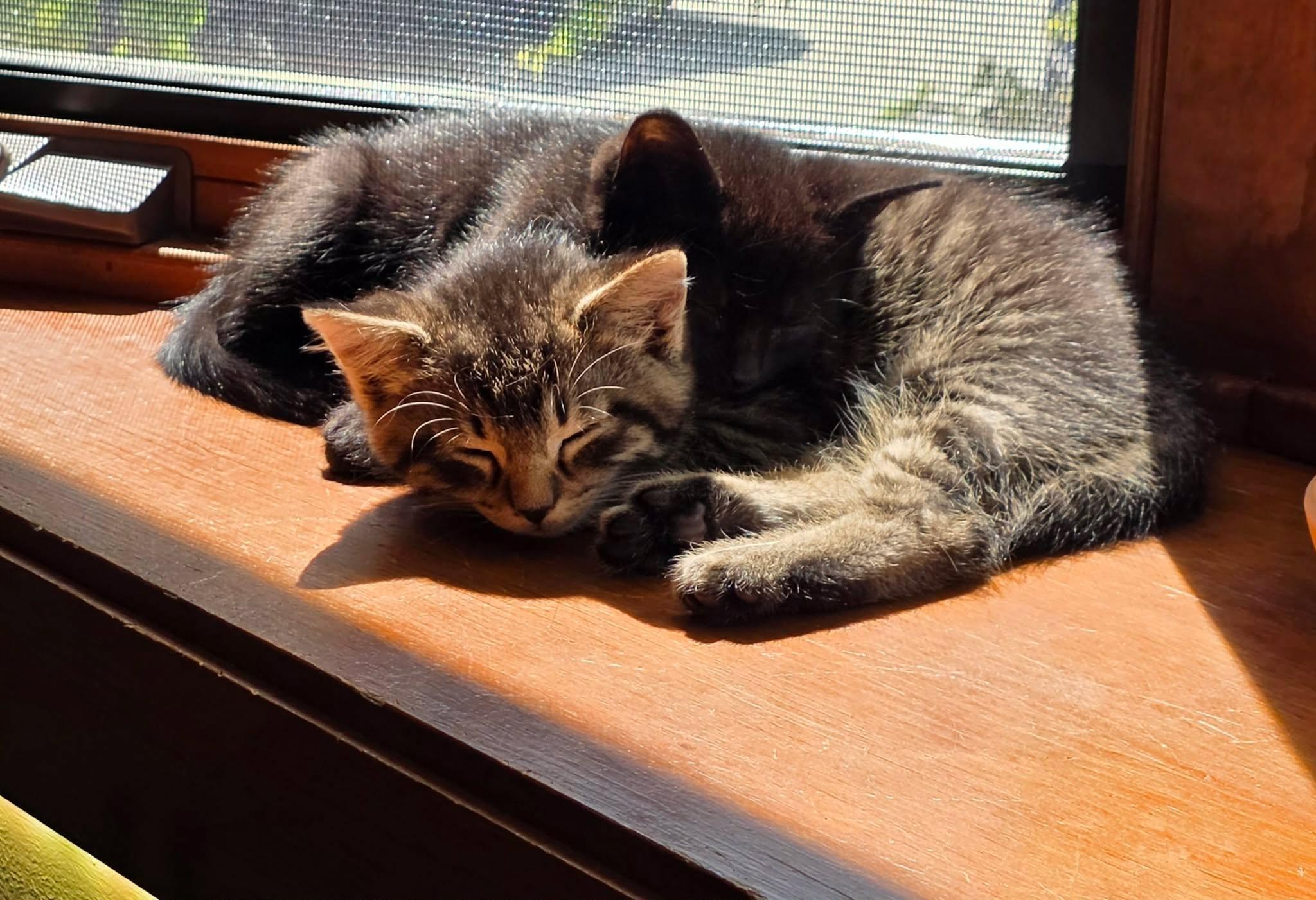 Enlarge Magnus and Sugar Toes (M&F Pair), a ADOPTABLE Domestic Short Hair in De Pere, WI image 2/6