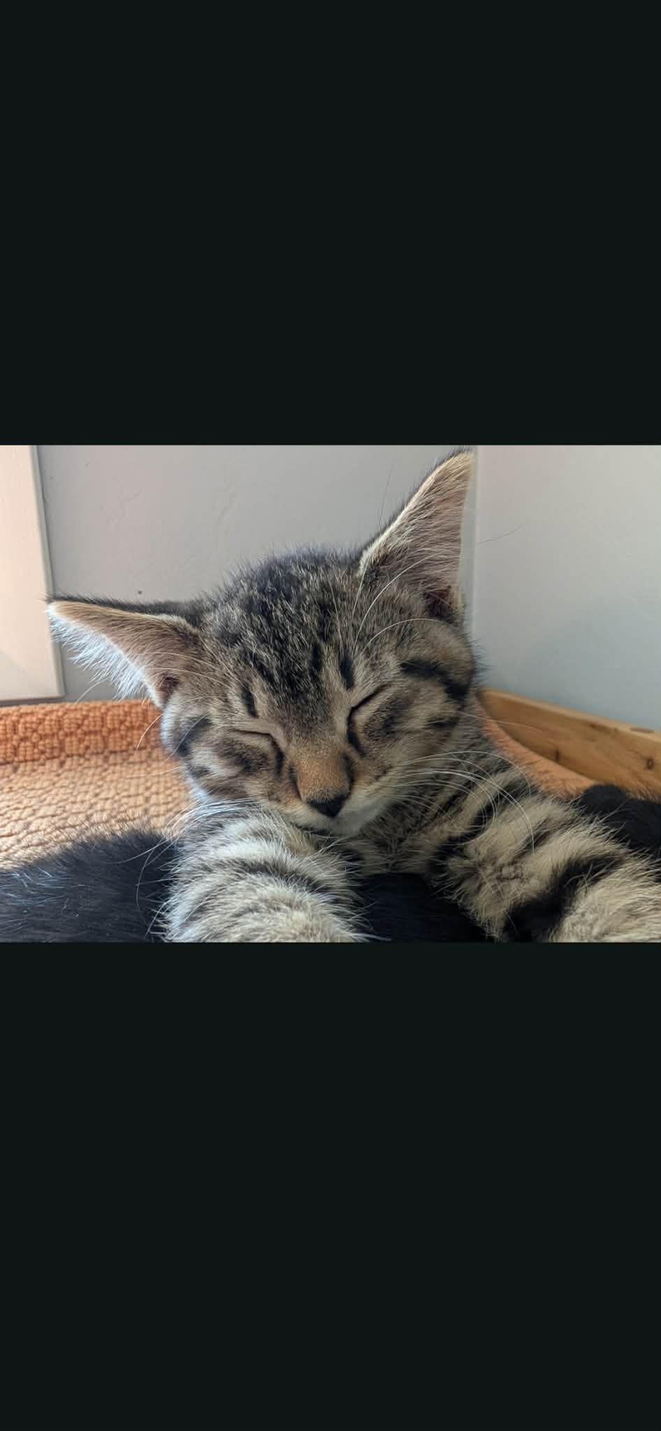 Enlarge Magnus and Sugar Toes (M&F Pair), a ADOPTABLE Domestic Short Hair in De Pere, WI image 5/6