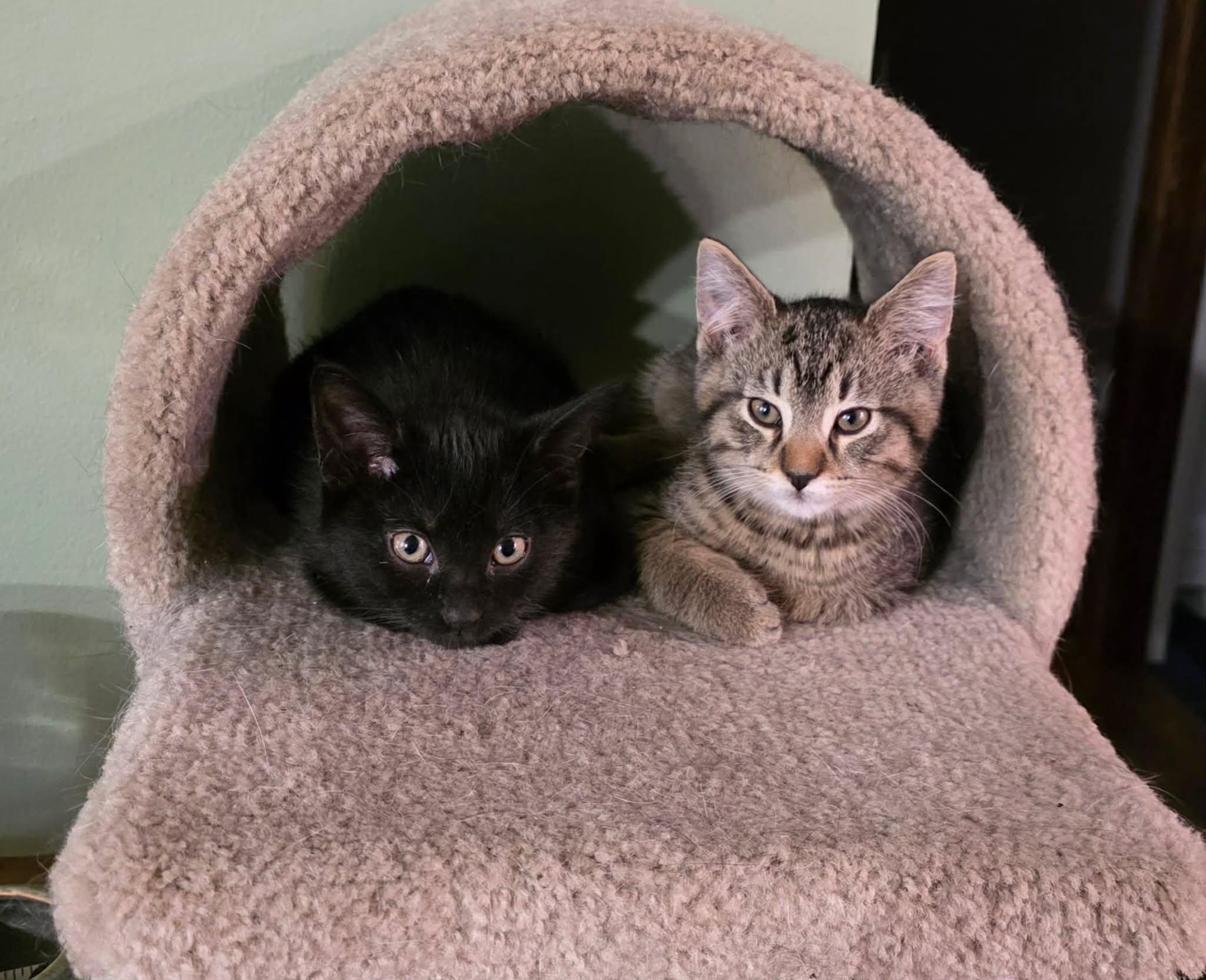 Magnus and Sugar Toes (M&F Pair), ADOPTABLE, Kitten Female Domestic Short Hair.
