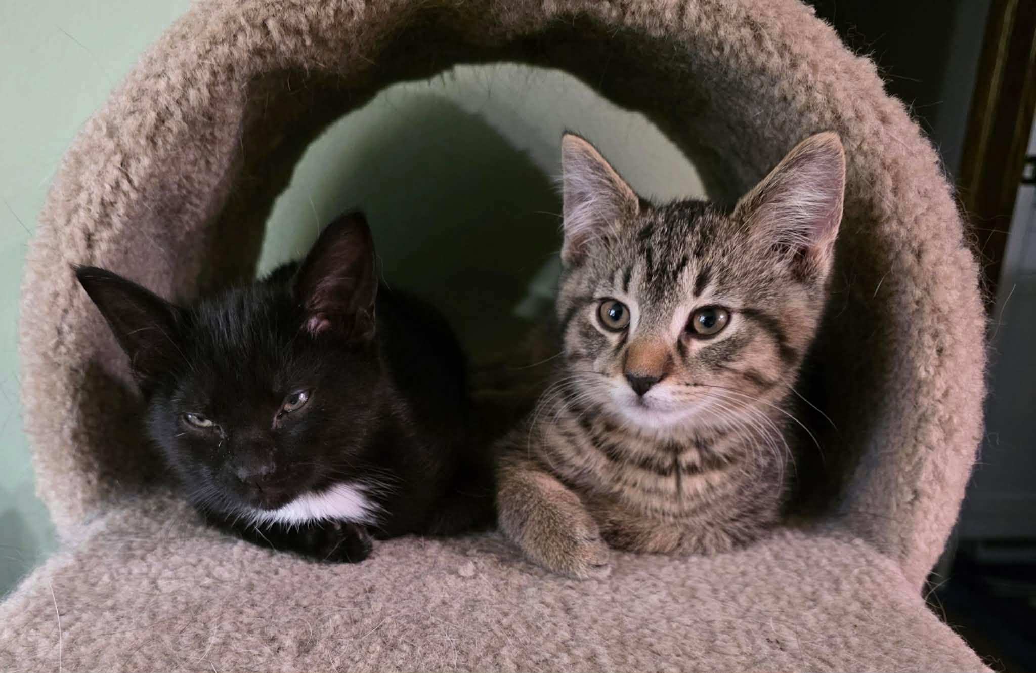 Enlarge Magnus and Sugar Toes (M&F Pair), a ADOPTABLE Domestic Short Hair in De Pere, WI image 4/6