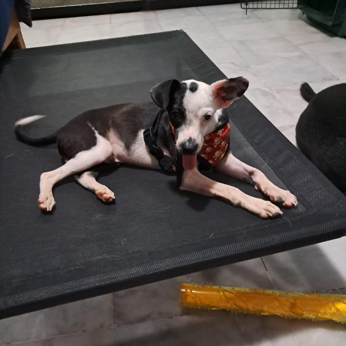 Enlarge Devin, an adopted Mixed Breed in Prince Albert, SK image 4/6