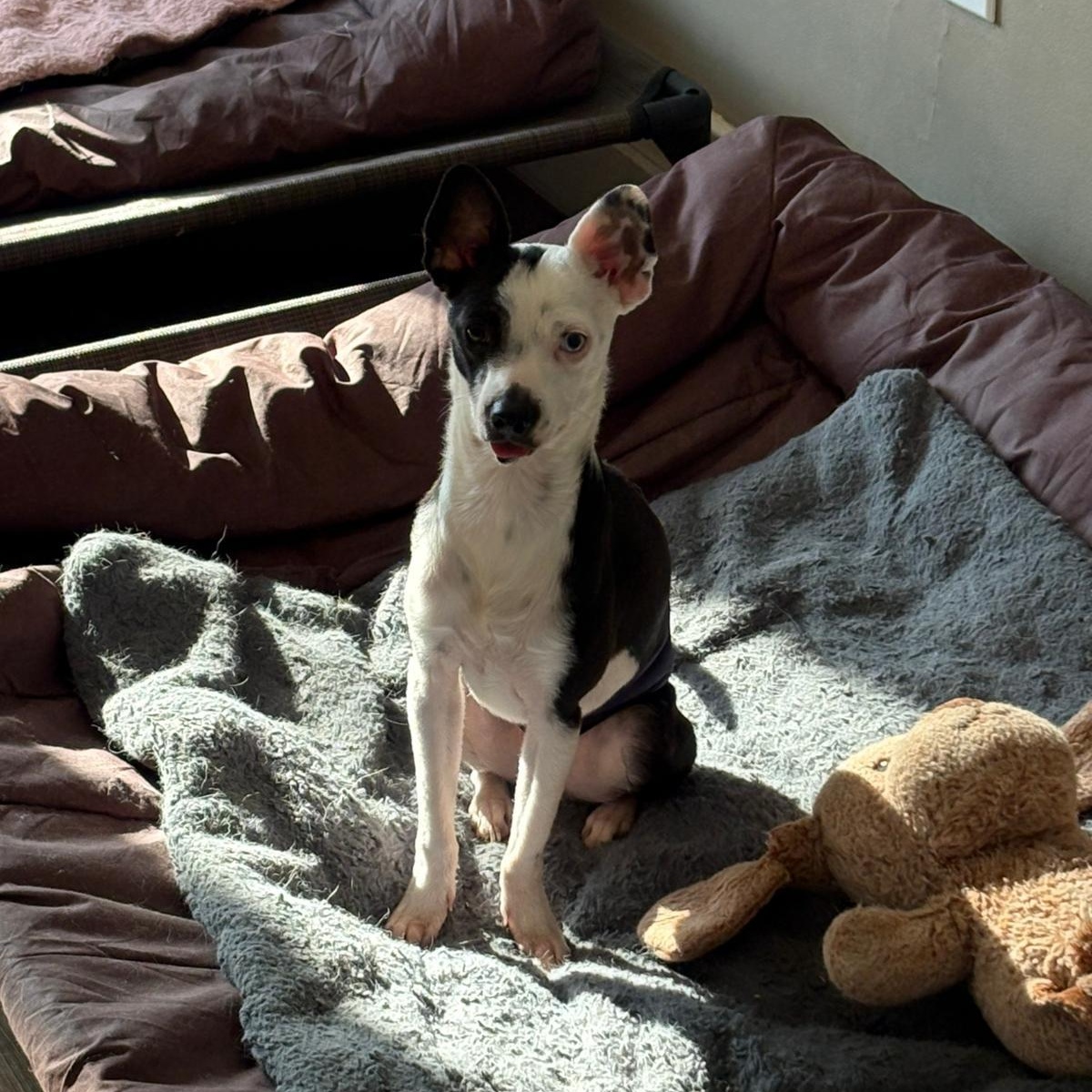 Devin, adopted, Adult Male Mixed Breed.