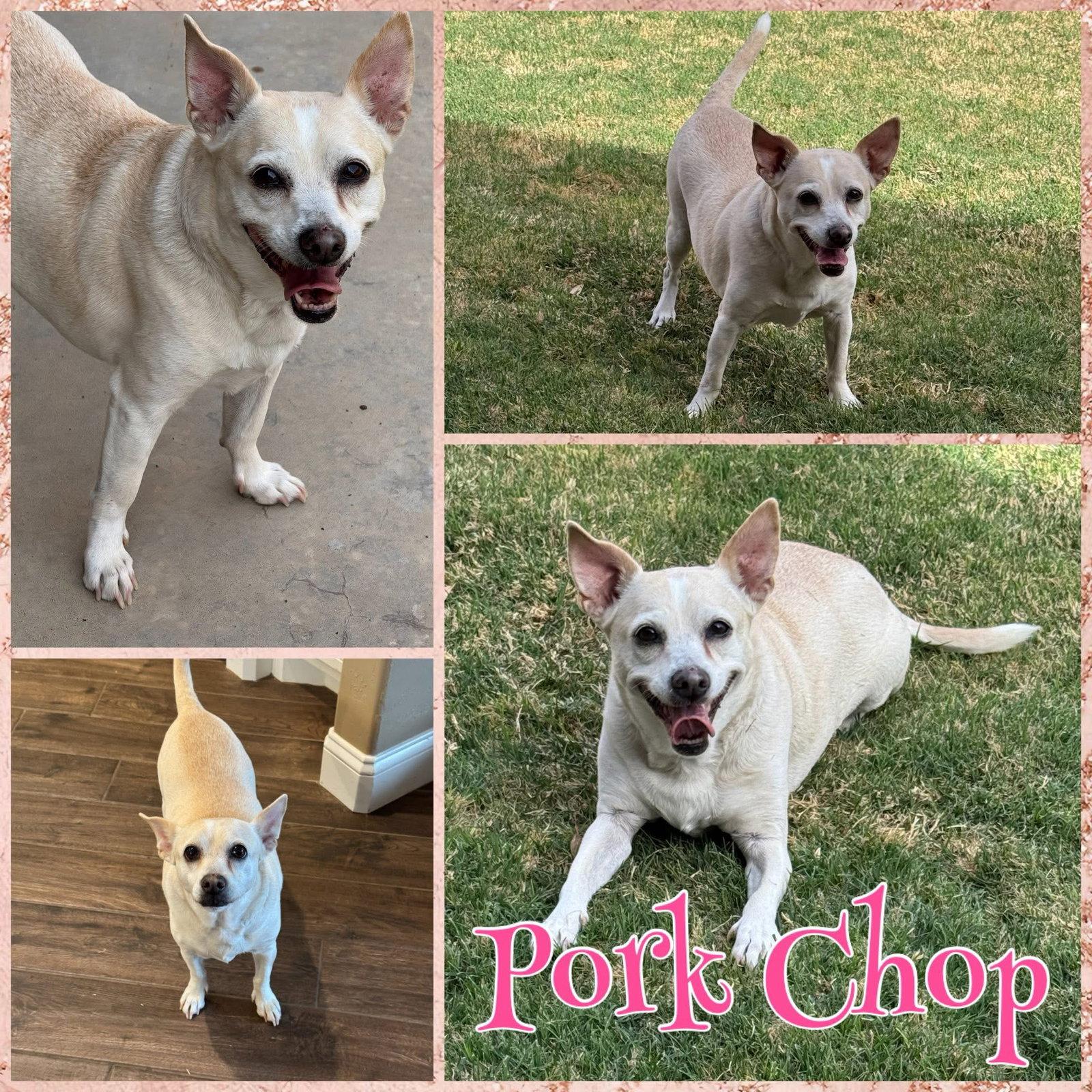 Enlarge Porkchop, a Adoptable Chihuahua in New London, WI image 1/2