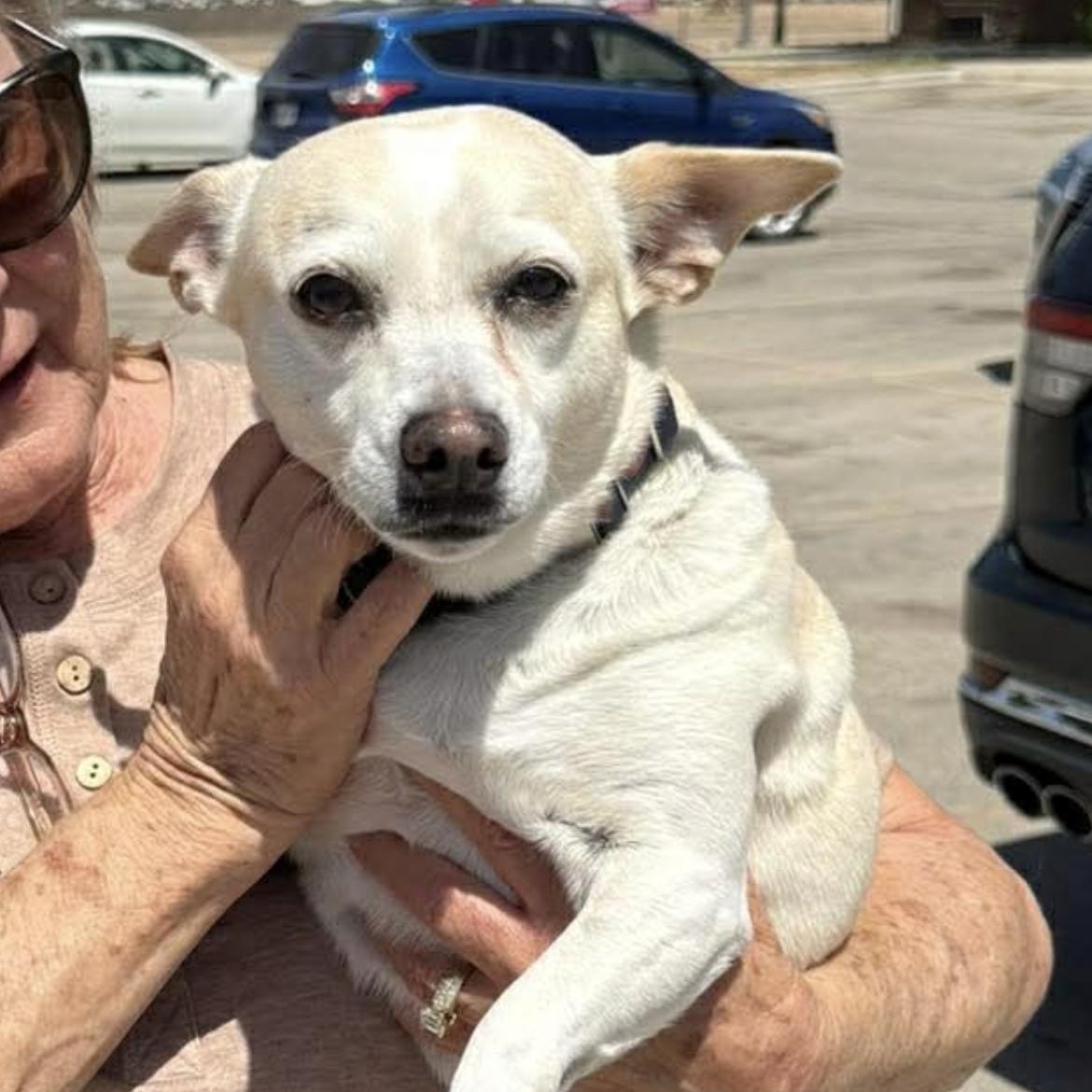 Enlarge Porkchop, a Adoptable Chihuahua in New London, WI image 2/2