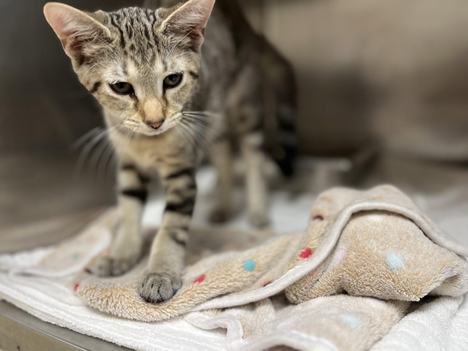 Neil, Adoptable, Young Male Domestic Short Hair.