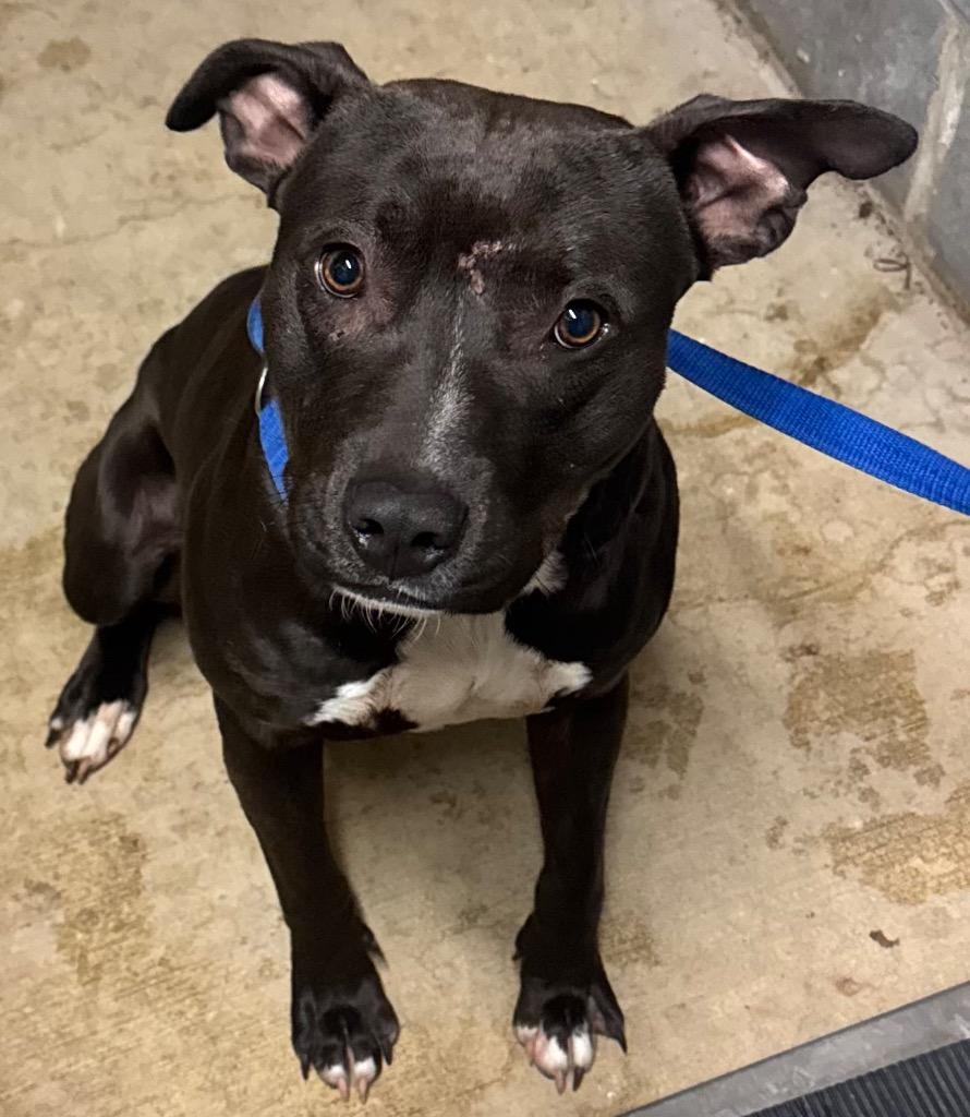 Enlarge Leo, a Adoptable mixed breed in Shelbyville, TN image 1/1