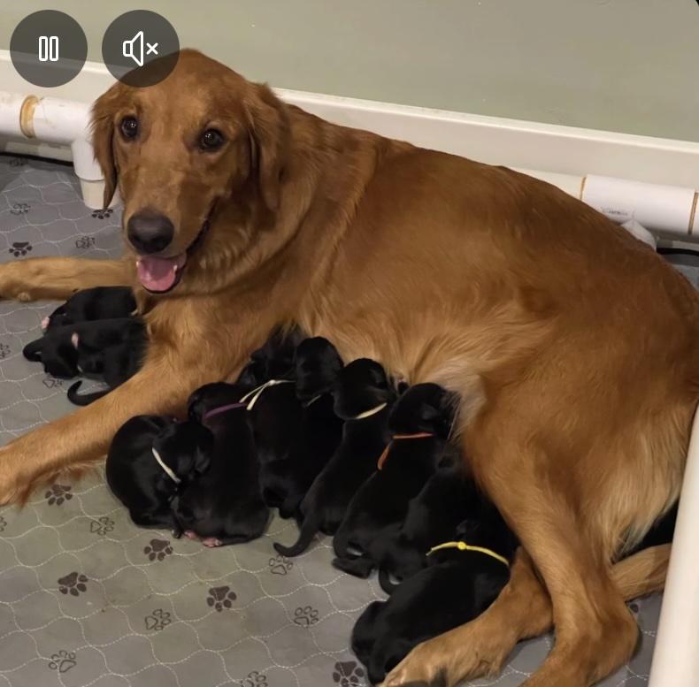 Enlarge 9 week old female purebred Golden Retriever & Boxer mix puppy, available in northern CA, an adopted mixed breed in El Dorado Hills, CA image 4/6