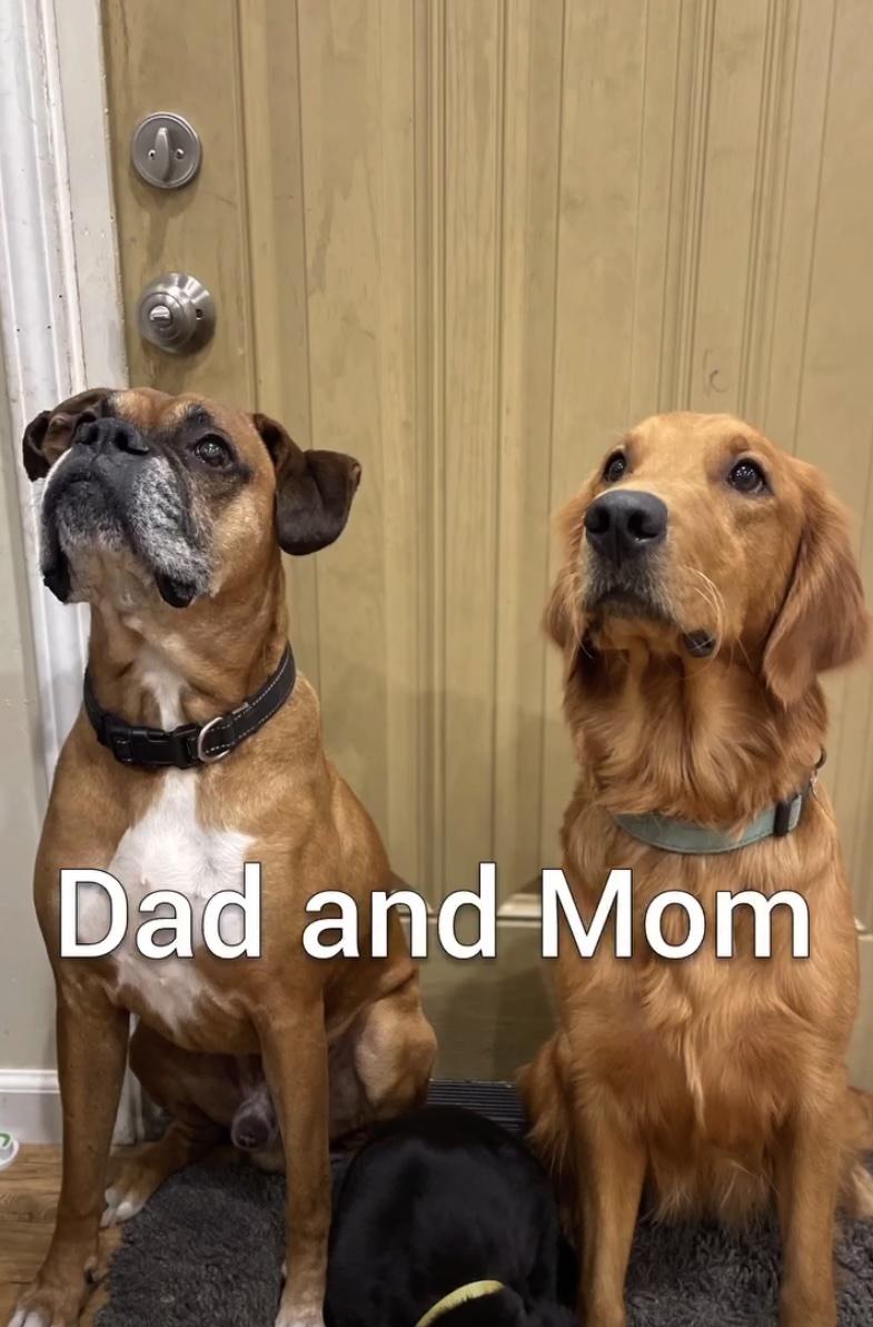 9 week old female purebred Golden Retriever & Boxer mix puppy, available in northern CA, adopted, Puppy Male Golden Retriever & Boxer.