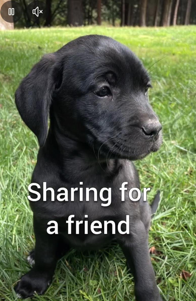 Enlarge 9 week old female purebred Golden Retriever & Boxer mix puppy, available in northern CA, an adopted mixed breed in El Dorado Hills, CA image 5/6