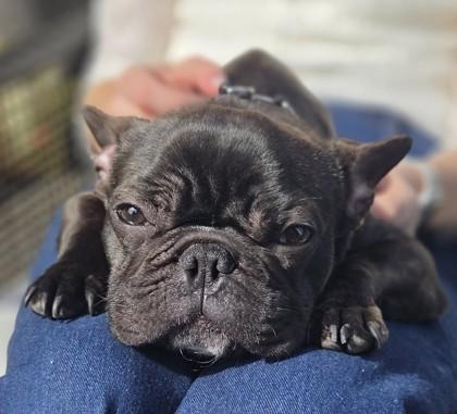 Enlarge MARLEY MOO, a ADOPTABLE French Bulldog in Bonney Lake, WA image 2/3