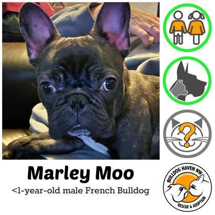 Enlarge MARLEY MOO, a ADOPTABLE French Bulldog in Bonney Lake, WA image 1/3