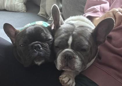 Enlarge MARLEY MOO, a ADOPTABLE French Bulldog in Bonney Lake, WA image 3/3