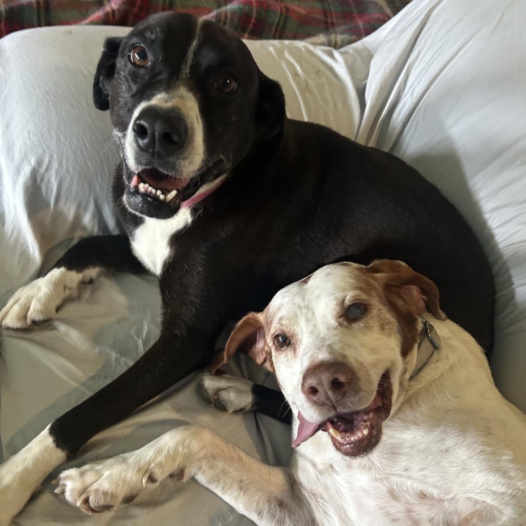 Charlie — thumbnail 3