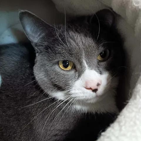 Leonard Hofstadter, ADOPTABLE, Adult Male Domestic Short Hair.